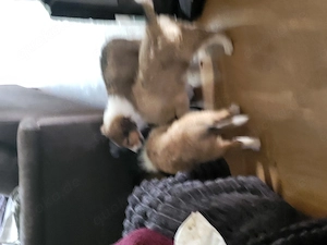 Collies amerikanisch