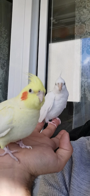 Ein par vögel mit kafig 