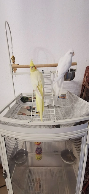 Ein par vögel mit kafig 