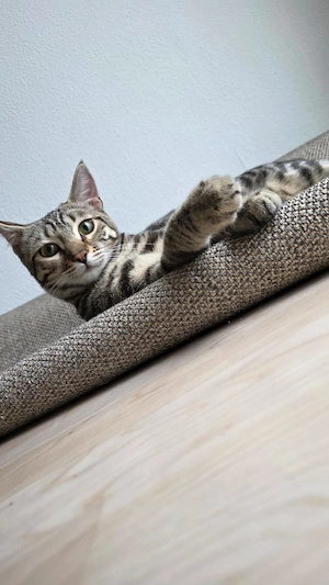 Süße Bengal-Mix sucht DRINGEND liebevolles Zuhause 