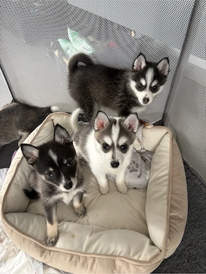 drei süsse pomsky jungs 