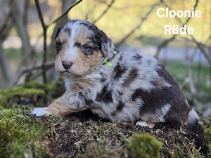 Aussiedoodle F1 Welpen