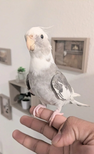 Nymphensittich Pärchen 