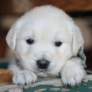 Süße Golden-Retriever-Welpen (Rüden und Hündinnen) suchen ein liebevolles Zuhause für immer.
