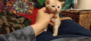 wunderschöne Kitten 