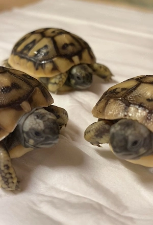 Griechische Landschildkröten THB NZ 2025