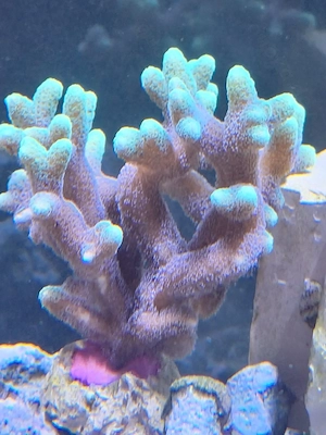 Korallen  Meerwasser