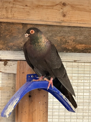 Taube Arabische und zigler hochflieger Bild 3