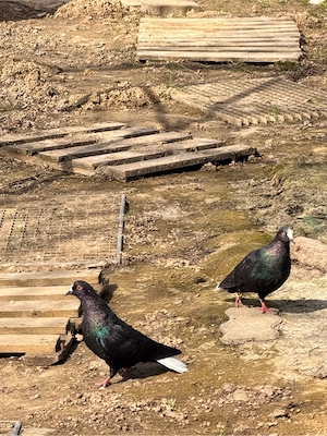 Taube Arabische und zigler hochflieger Bild 6