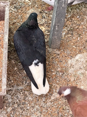 Taube Arabische und zigler hochflieger Bild 8