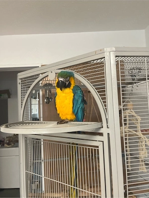 Gelbbrustara zu verkaufen (8 Monate alt) inkl. großem Käfig & Freisitz   
