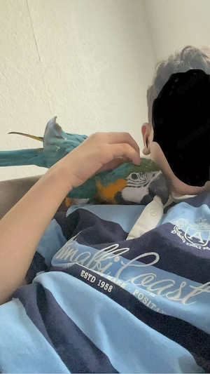    Wunderschöner weiblicher Halsbandsittich mit komplettem Zubehör abzugeben      Bild 5