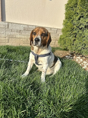 Oscar - gutmütig und liebebedürftig - sucht ein tolles Zuhause