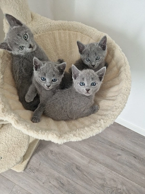 Russisch Blaue Katze Bild 5