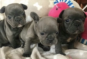 Bildschöne französische Bulldoggen,blue tan, kerngesund