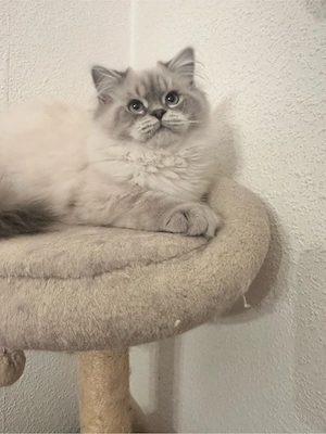 mischlings kitten abzugeben 