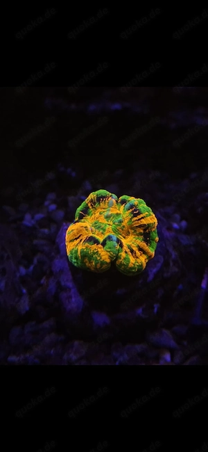 Scolymia multicolor *rare* 