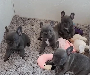 Französische Bulldoggen Welpen 