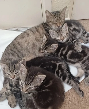 4 Bezaubernde EKH kitten 