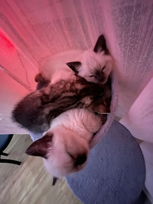 Süße Siam-BKH kitten suchen ein neues Zuhause  