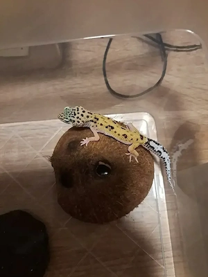 Leopardgecko weibchen von 25