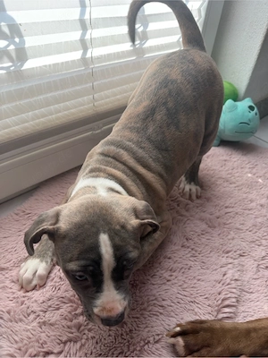 Oeb Cane Corso Boxer Mix 