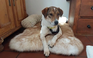 Sia sucht Menschen mit Hundeverstand