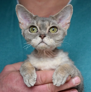 Kitten Devon Rex ,weiblich , reinrassig mit Stammbaum.