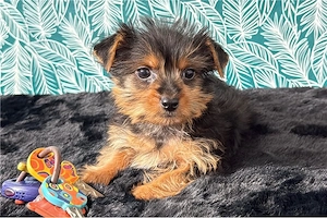 Biever Yorkshire Terrier welpen