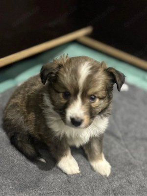 Hallo mein Name ist Loak :)