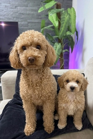 Toypudel Weibchen abgabebereit