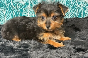 Yorkshire Terrier