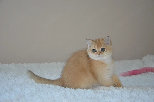 Süße BKH Golden   Silver Shaded Babykatzen - entwurmt und geimpft