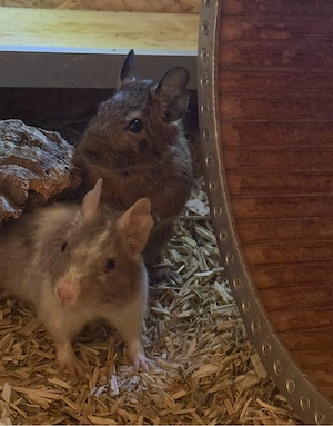  2 degu damen zu vekaufen 