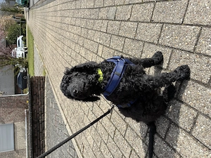 Königspudel Welpe Rüde 10 Wochen alt 