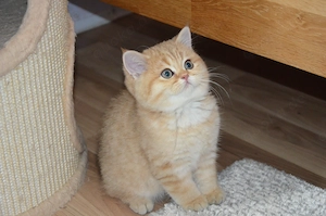 Süße BKH Golden   Silver Shaded Babykatzen - entwurmt und geimpft