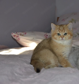 Süße BKH Golden   Silver Shaded Babykatzen - entwurmt und geimpft