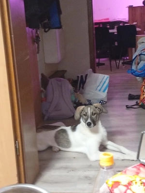 Wer will Harvi die Welt zeigen?!