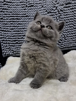 Wunderschöne BKH Kitten in Blau suchen ein liebevolles Zuhause