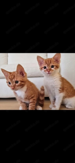    Süße Kater suchen ein liebevolles Zuhause   