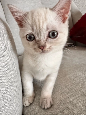 Baby British kurzhaar 