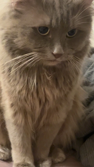 Wunderschöner und liebevoller Ragdoll-Kater zu verkaufen  Ich biete meinen sehr schönen und anhängli