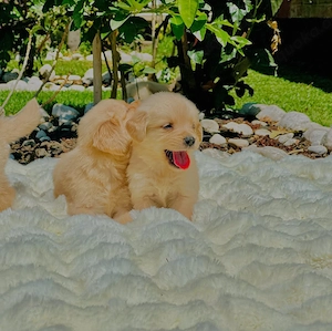 Gechipte und reinrassige Golden-Retriever-Welpen