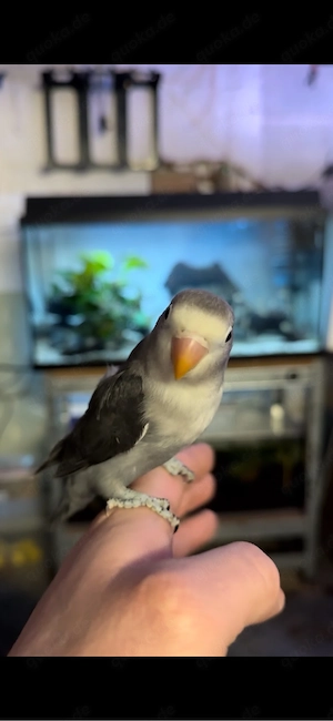 Super Handzahme Agapornieden Preis Für Beide