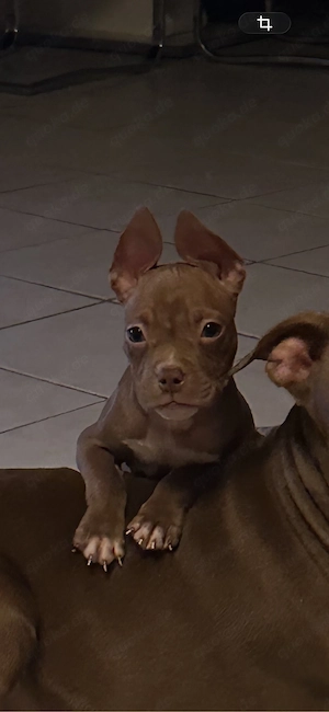 American Pocket Bully Rüde 