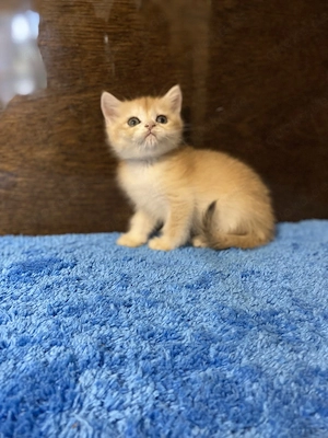 Deckater BKH. Bild 3