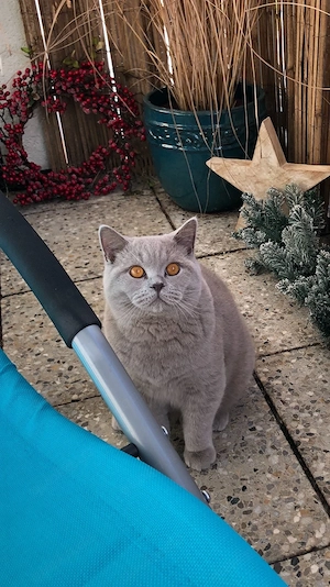 BKH Deckkater Lilac B mit Champion-Stammbaum (kein Verkauf)