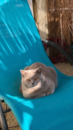 BKH Deckkater Lilac B mit Champion-Stammbaum (kein Verkauf)