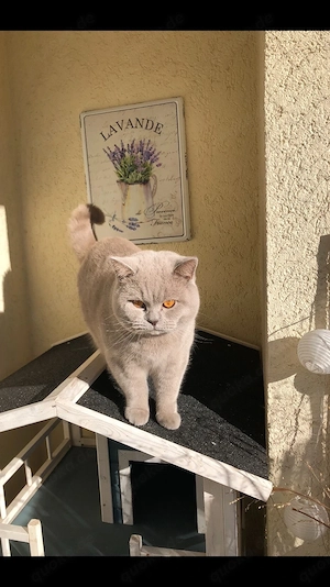 BKH Deckkater Lilac B mit Champion-Stammbaum (kein Verkauf)