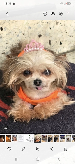 Ein kleines Hundemädchen 4jahre sucht ein liebevolles Zuhause. 